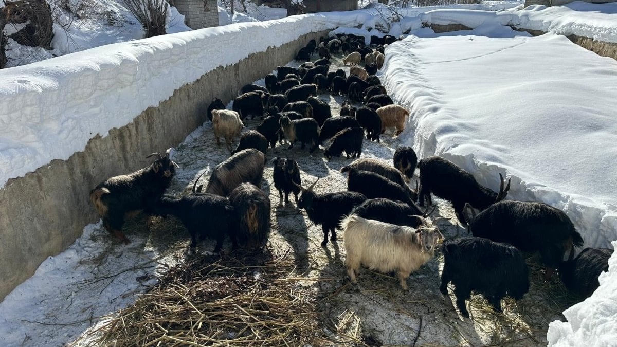 Van’da ev ve ahırlara kardan tünellerden geçerek ulaşıyorlar