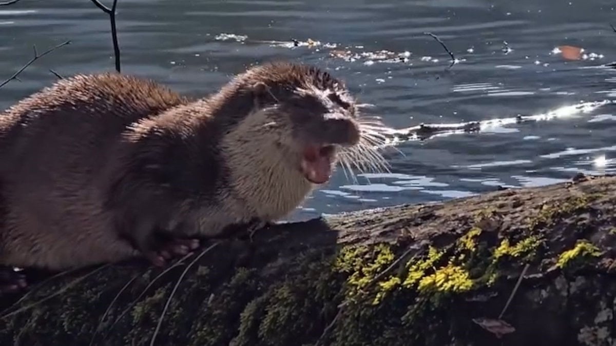 Yedigöller’de nadir anlar: Nesli tehlike altındaki su samuru kamerada
