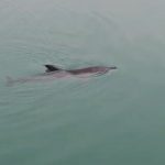 Zonguldak’ta balıkçı barınağında mahsur kalan yunus kurtarıldı