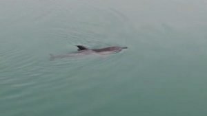 Zonguldak’ta balıkçı barınağında mahsur kalan yunus kurtarıldı