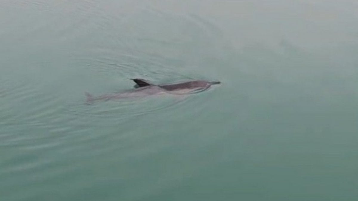 Zonguldak’ta balıkçı barınağında mahsur kalan yunus kurtarıldı