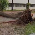 Adana’da fırtına, ağaçları devirdi