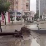 Adana’da fırtına ağaçları kökünden söktü