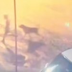 Adıyaman’da sahipsiz köpek saldırısı: 10 yaşındaki çocuk son anda kurtarıldı