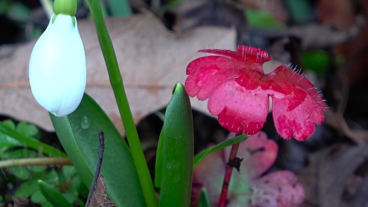 Amasya’nın dağlarında çiçekler açmaya başladı