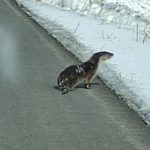 Ardahan’da nesli tehlike altındaki su samuru, kara yolunda görüntülendi