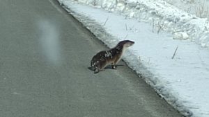 Ardahan’da nesli tehlike altındaki su samuru, kara yolunda görüntülendi