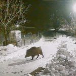 Artvin’de aç kalan yaban hayvanları köye indi