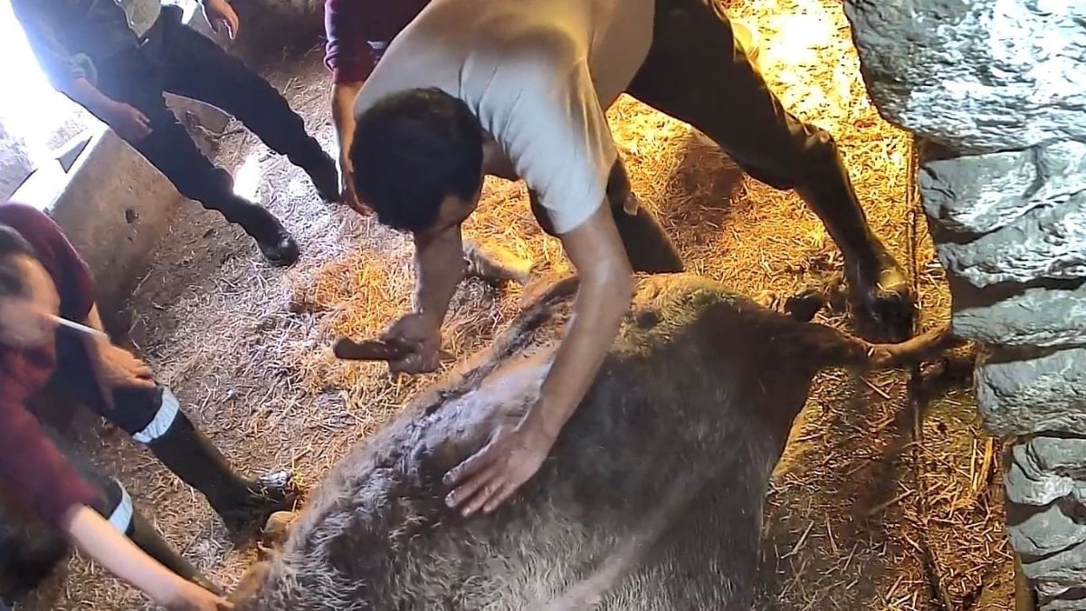 Aydın’da doğum yapan ineğe ekmek bıçağıyla müdahale, ölümle sonuçlandı
