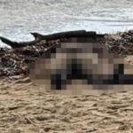 Ayvalık’ta kıyıya vuran kadın cesediyle ilgili yeni gelişme