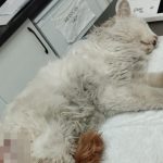 Başakşehir’de başıboş köpekler, kediyi telef etti