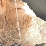 Batman’da hastalanan buzağısının serumu bitene kadar başından ayrılmadı