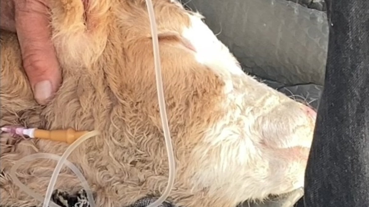 Batman’da hastalanan buzağısının serumu bitene kadar başından ayrılmadı