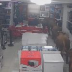 Batman’da kaçan inekler beyaz eşya mağazasına daldı