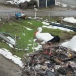 Bitlis’te 3 yıldır göç etmeyen leylek ilgi çekiyor