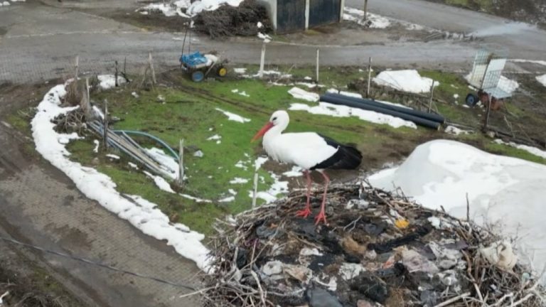 Bitlis’te 3 yıldır göç etmeyen leylek ilgi çekiyor