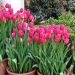 Çiçekçilerin sırrı ifşa oldu: Lalelerin ömrünü iki katına çıkaran “şeker” hilesi…