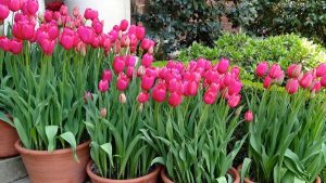 Çiçekçilerin sırrı ifşa oldu: Lalelerin ömrünü iki katına çıkaran “şeker” hilesi…