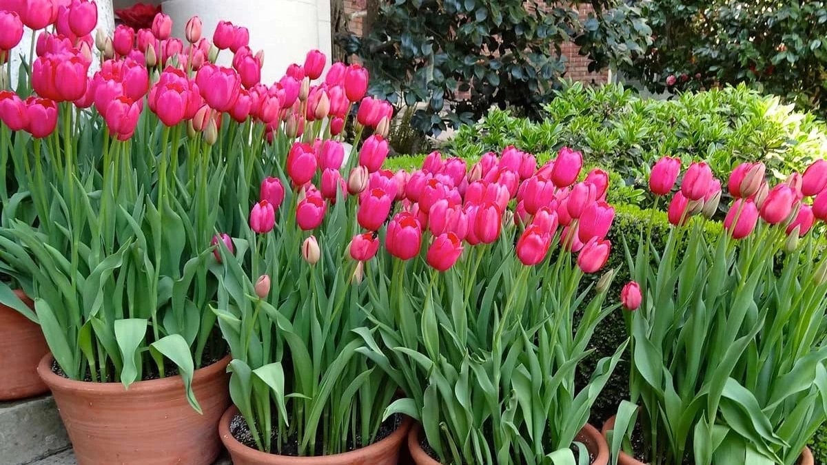 Çiçekçilerin sırrı ifşa oldu: Lalelerin ömrünü iki katına çıkaran “şeker” hilesi…