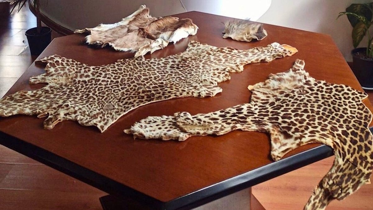 Çukurova Havalimanı’nda kaçak yaban hayvanı parçaları ele geçirildi