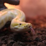 Denizli’de el konulan piton, Konya’ya getirildi