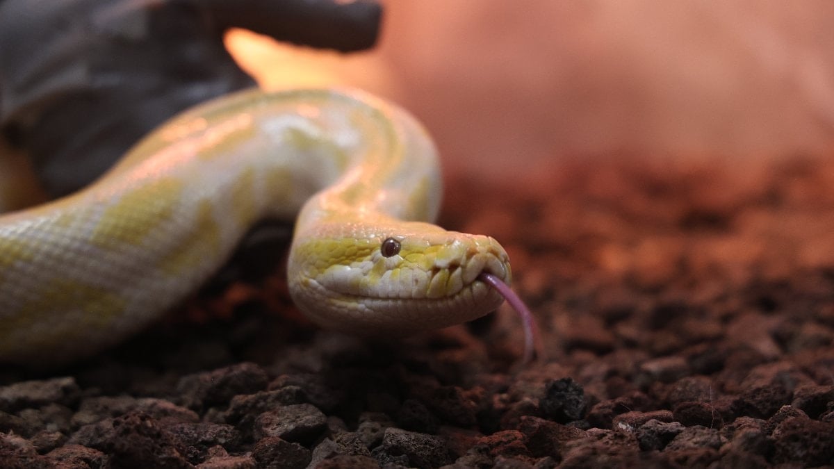 Denizli’de el konulan piton, Konya’ya getirildi