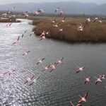 Eber Gölü’nde flamingo şöleni