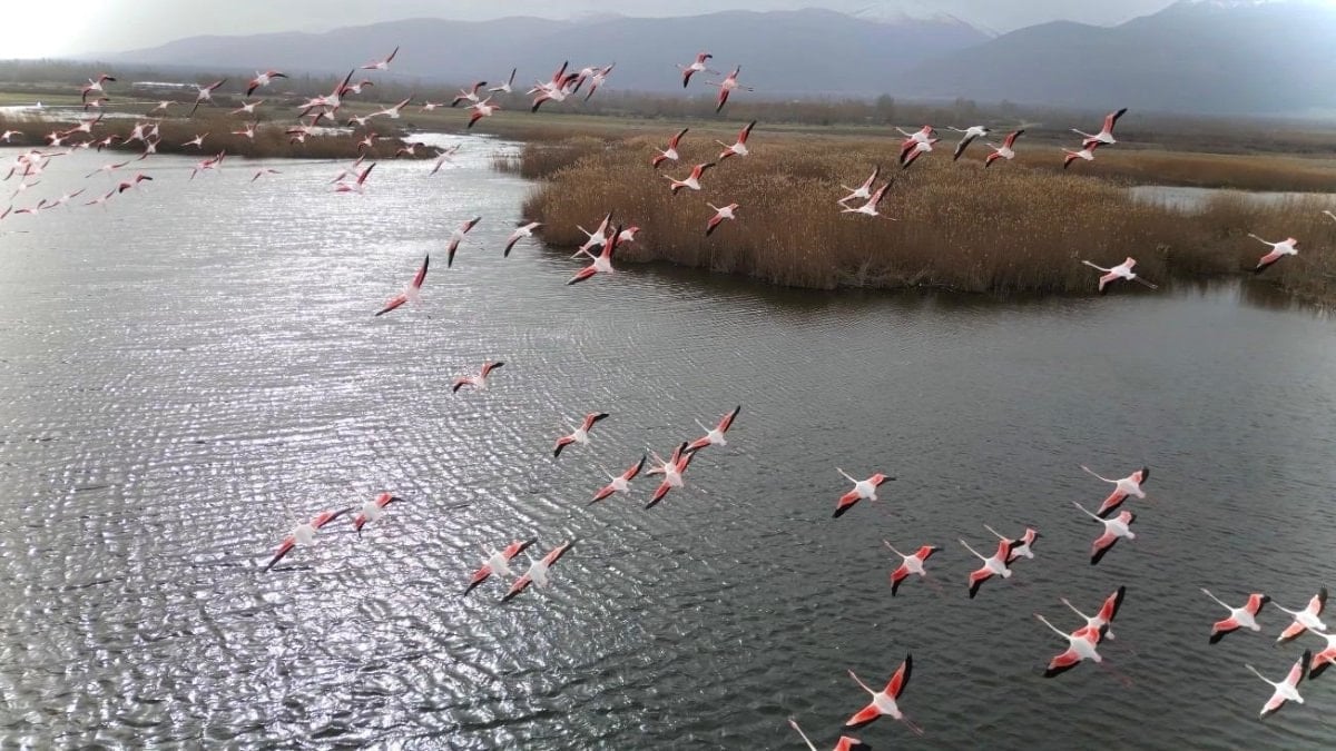 Eber Gölü’nde flamingo şöleni