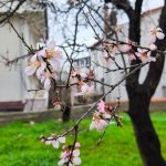 Edirne’de meyve ağaçları erkenden çiçek açtı