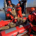 Edirne’de taşkın alarmı: Mahsur kalan hayvanlar botlarla tahliye ediliyor