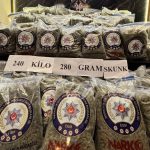 Edirne’de zehir sevkiyatına büyük darbe: 240 kilo skunk sergilendi
