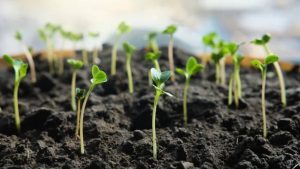 Ekim yapmadan önce sadece bunu yapın: Tohumların çimlenme hızını katlıyor