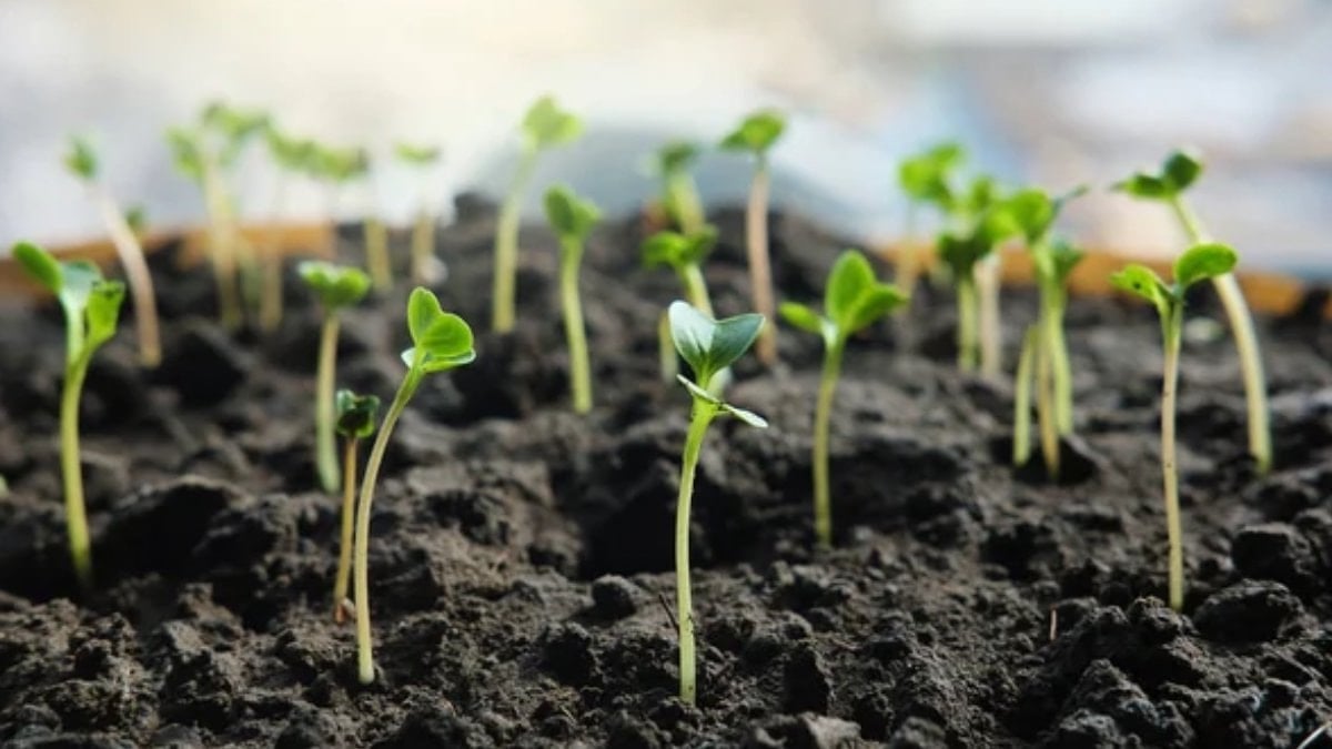 Ekim yapmadan önce sadece bunu yapın: Tohumların çimlenme hızını katlıyor