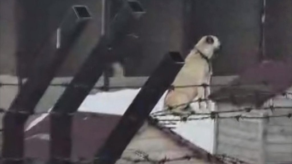 Erzincan’daki depremi Sivas’taki Kangal köpekleri hissetti: O anlar kamerada