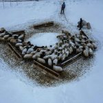 Erzurum’da besicilerin kar ve dondurucu soğukla mücadelesi