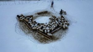 Erzurum’da besicilerin kar ve dondurucu soğukla mücadelesi