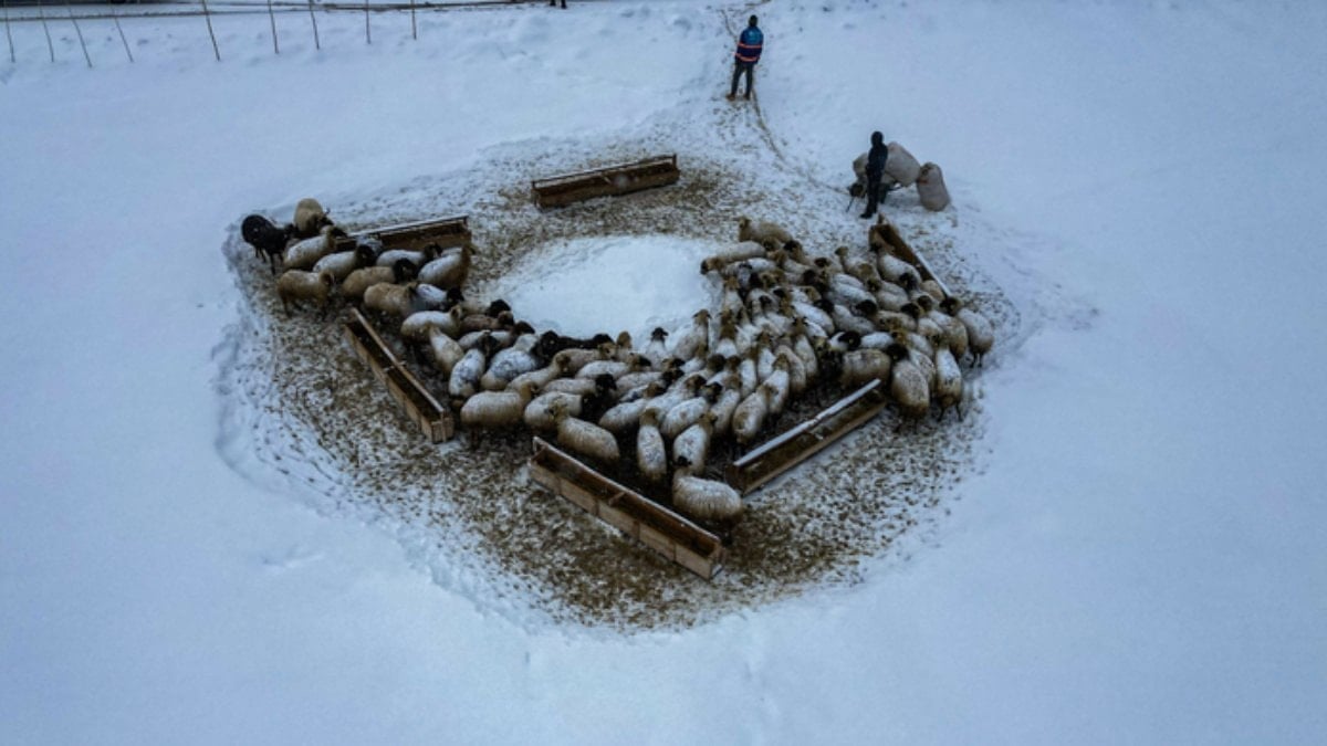 Erzurum’da besicilerin kar ve dondurucu soğukla mücadelesi