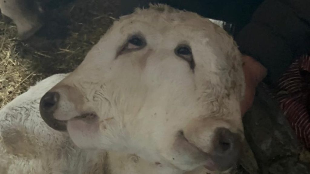 Erzurum’da çift başlı buzağı dünyaya geldi