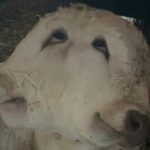 Erzurum’da çift başlı buzağı dünyaya geldi