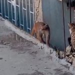 Fikirtepe’de kaçak maymun paniği