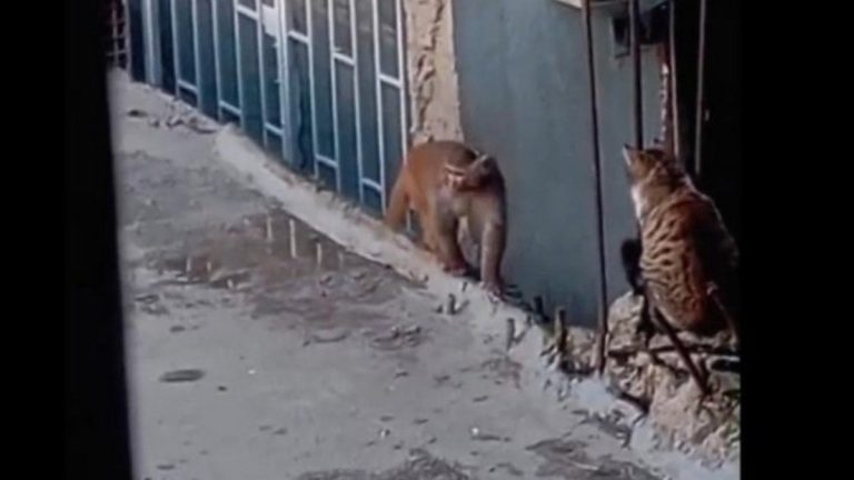 Fikirtepe’de kaçak maymun paniği