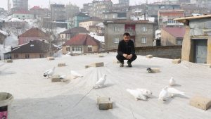 Hakkari’de evinin damında 3 ayrı ırktan 50 güvercin besliyor