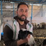 Hatay’da çift başlı ve 4 gözlü kuzu 1 gün yaşayabildi