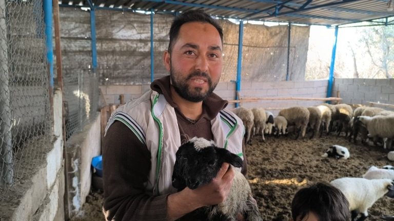 Hatay’da çift başlı ve 4 gözlü kuzu 1 gün yaşayabildi