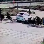 Hatay’da otomobil koyun sürüsüne daldı