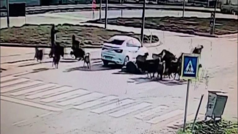 Hatay’da otomobil koyun sürüsüne daldı