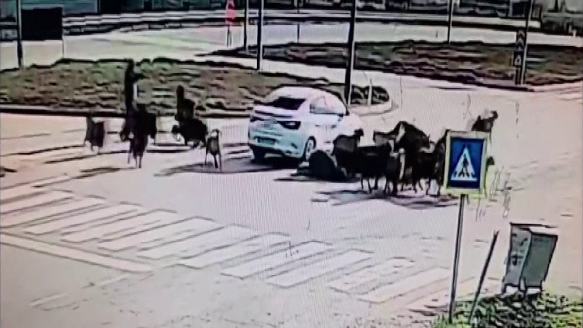 Hatay’da otomobil koyun sürüsüne daldı