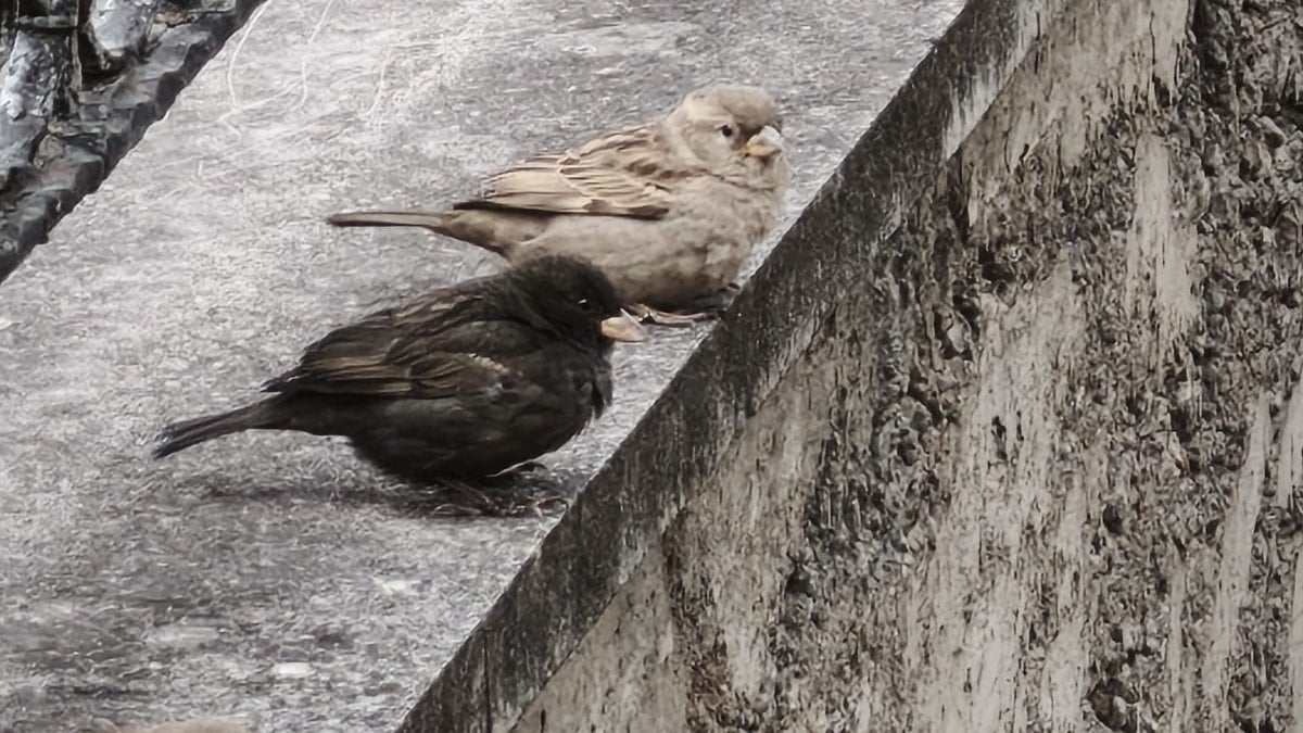 Isparta’da serçe sürüsünde fark ettiler, adını ‘Kömür’ koydular
