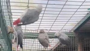 İstanbul Havalimanı’nda bavuldan 20 Afrika gri papağanı çıktı