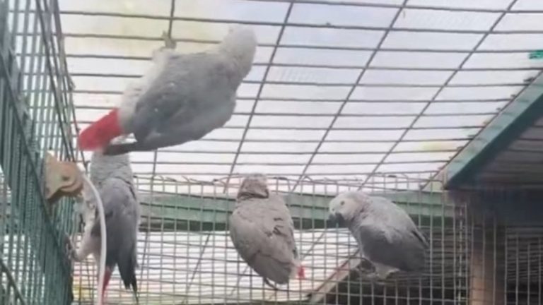 İstanbul Havalimanı’nda bavuldan 20 Afrika gri papağanı çıktı